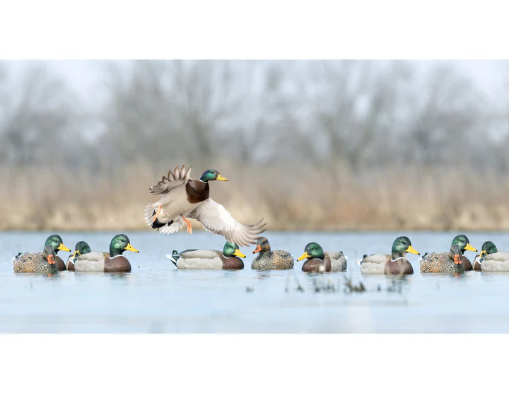 Load image into Gallery viewer, Mallard landing in a pond full of decoys
