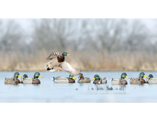 Mallard landing in a pond full of decoys