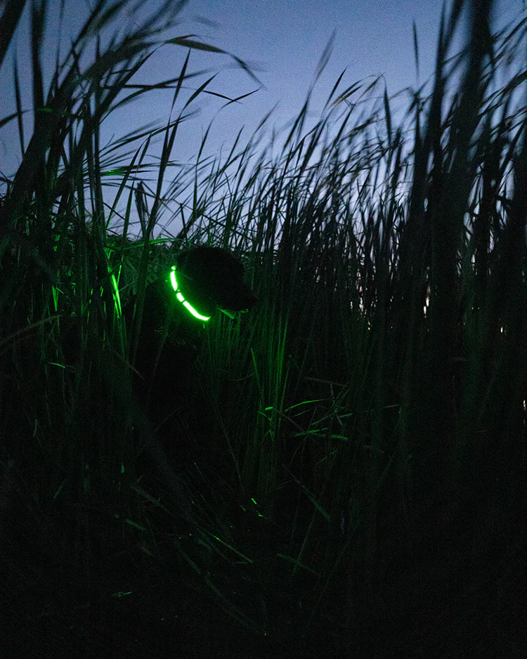 Load image into Gallery viewer, Avery ASD Lighted Collar
