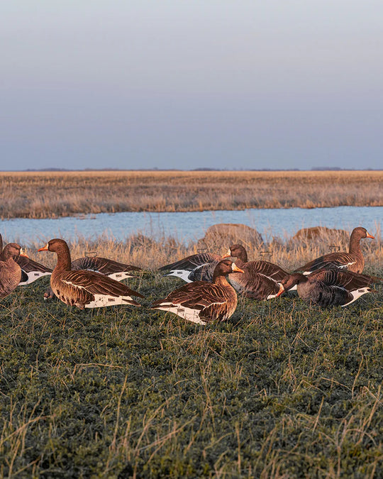 GHG Pro-Grade Silhouette Specklebelly Goose Decoys