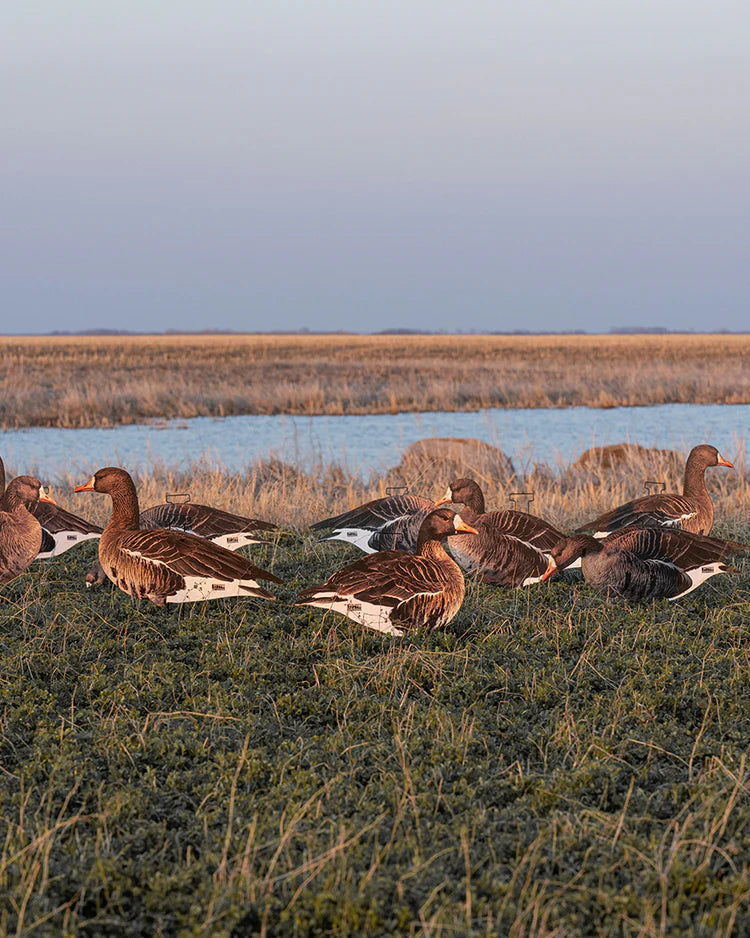 Load image into Gallery viewer, GHG Pro-Grade Silhouette Specklebelly Goose Decoys
