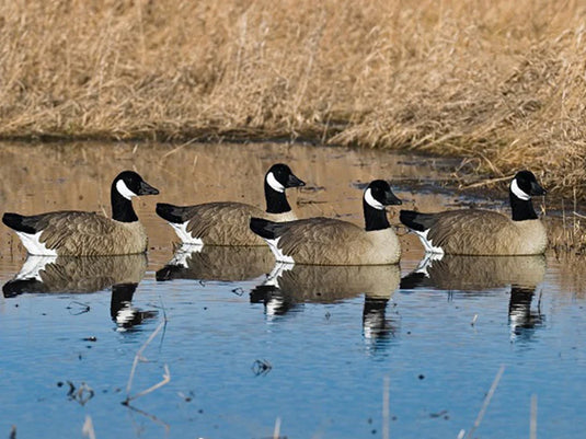 SX Floater Sentry Canada Goose Decoys 4 Pk