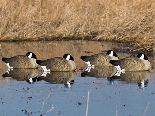 SX Floater Sleeper Canada Goose Decoys - 4pk