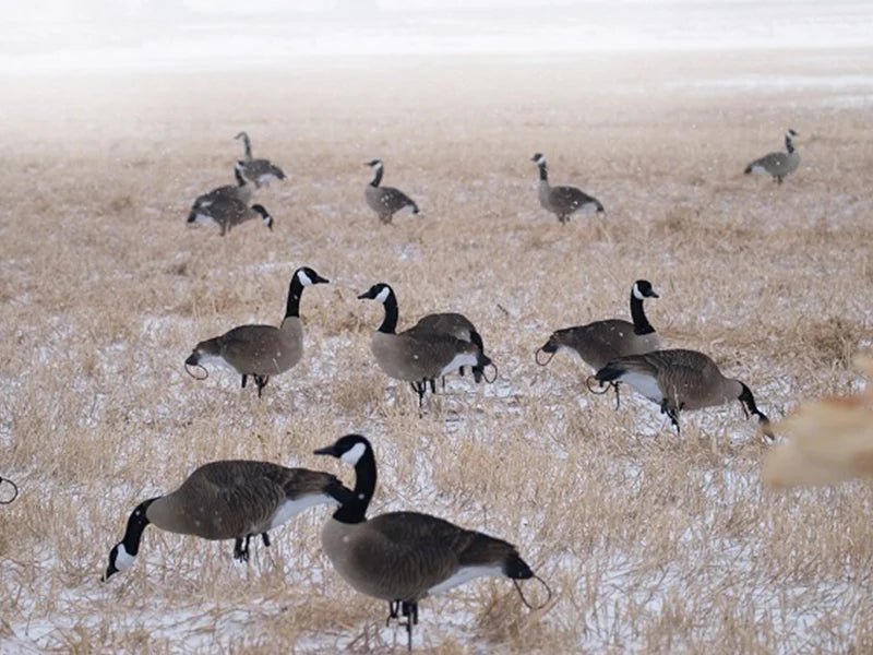 Load image into Gallery viewer, SX fully flocked life-size Canada goose decoys placed in a field with a flock of geese in the background.
