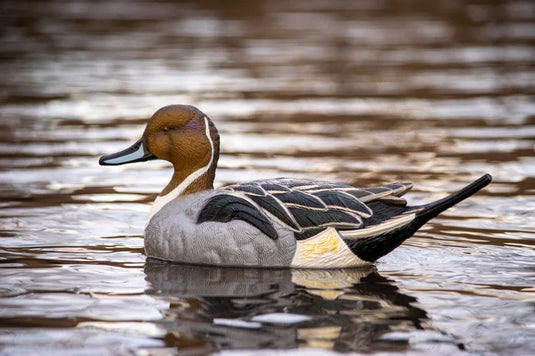 SX Floater Pintail Duck Decoys