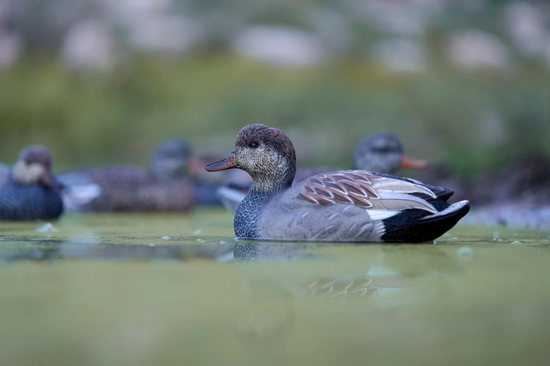 Load image into Gallery viewer, A painted SX gadwall duck decoy floating on a mossy pond.
