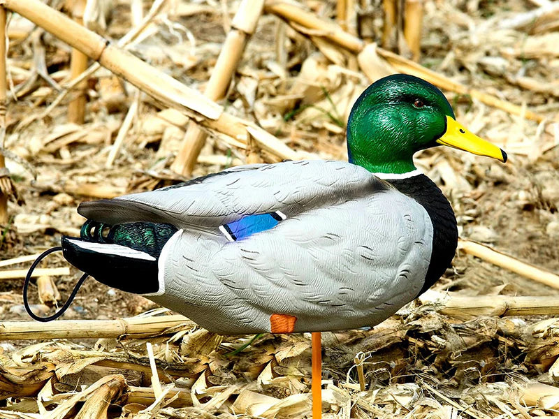 SX Decoys Full Body Mallard Decoys - Flocked Head/Painted Body