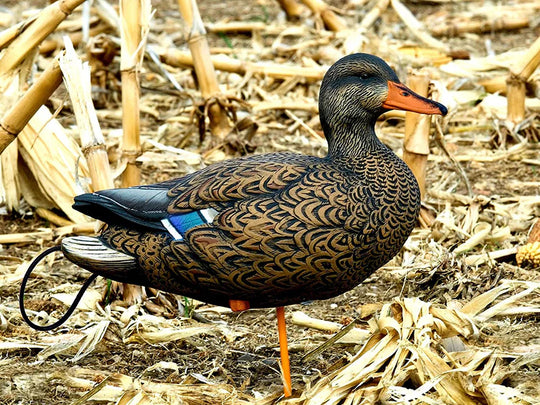 SX Decoys Full Body Mallard Decoys - Flocked Head/Painted Body