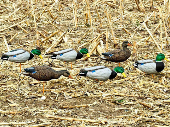 SX Decoys Full Body Mallard Decoys - Flocked Head/Painted Body