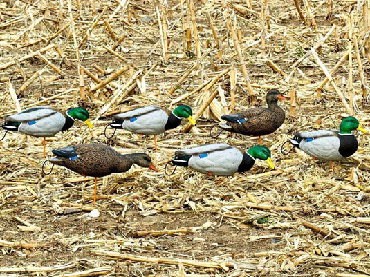 SX Decoys Full Body Mallard Decoys - Flocked Head/Painted Body