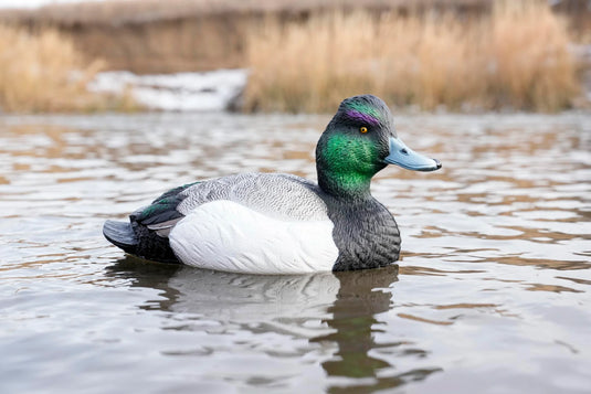 A foam filled bluebill duck decoy floating on water.