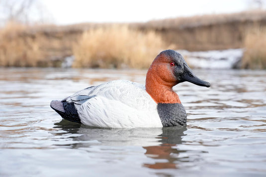 A foam filled canvasback duck decoy floating on water.
