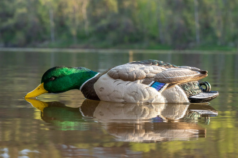 Load image into Gallery viewer, A foam filled painted mallard decoy floating on water
