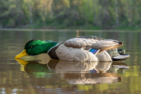 A foam filled painted mallard decoy floating on water