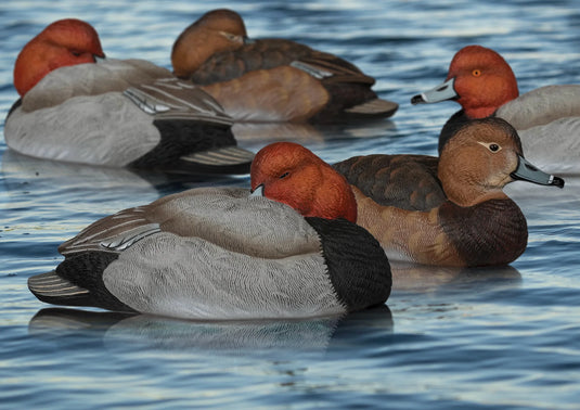 A group of foam filled redheading duck decoys on water.