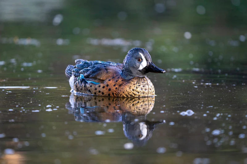 Load image into Gallery viewer, A painted blue winged teal duck decoy floating on water.
