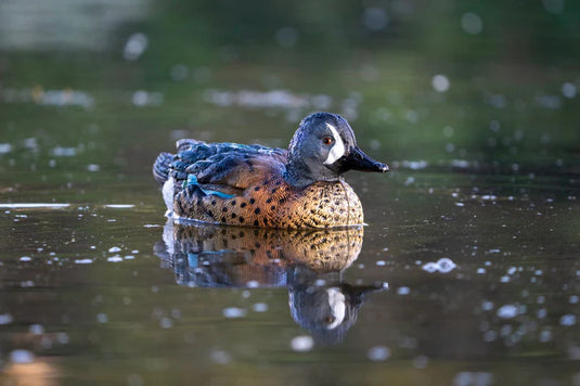 A painted blue winged teal duck decoy floating on water.