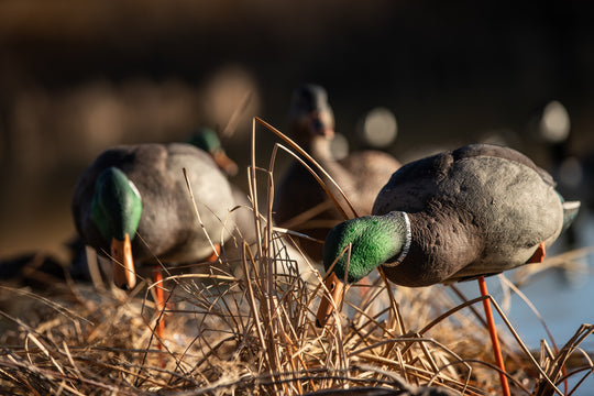 Avian X AXP Full Body Mallards Fusion Pack