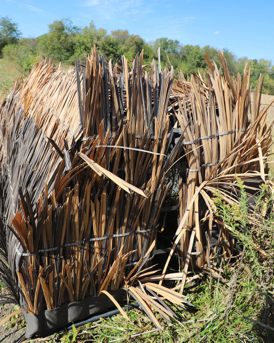 J2 Outdoors Last Grass