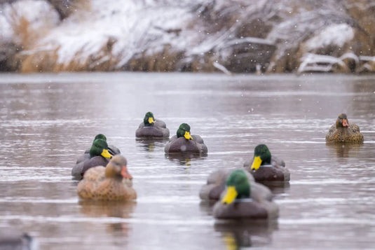 Mallard duck decoys flowing on a cold body of water