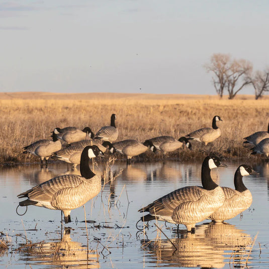 Set of goose decoys in a field pond