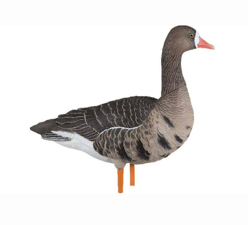 Load image into Gallery viewer, Specklebelly decoy with a white background
