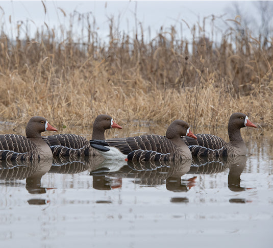 4 floating specklebelly decoys on a pond