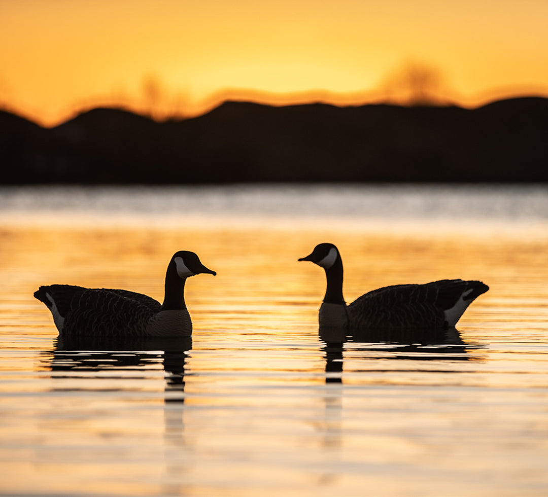 Avian X Topflight Honkers