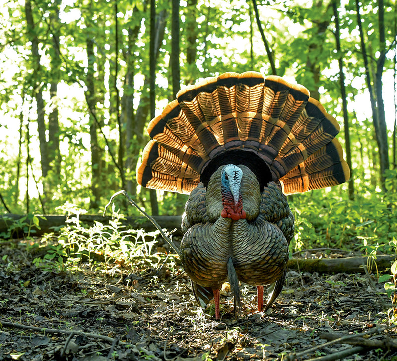 Load image into Gallery viewer, Decoy turkey with a prominent fan of feathers in the woods
