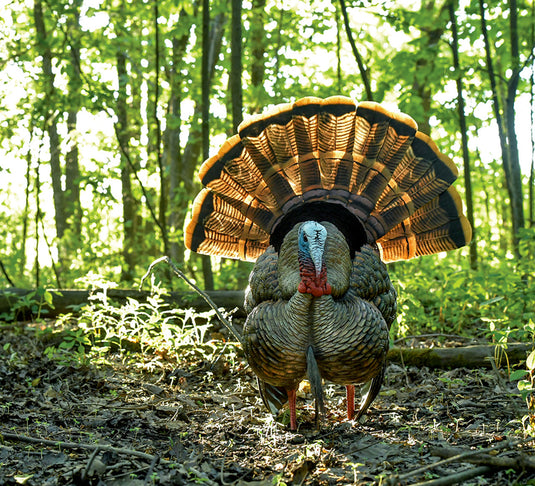 Decoy turkey with a prominent fan of feathers in the woods