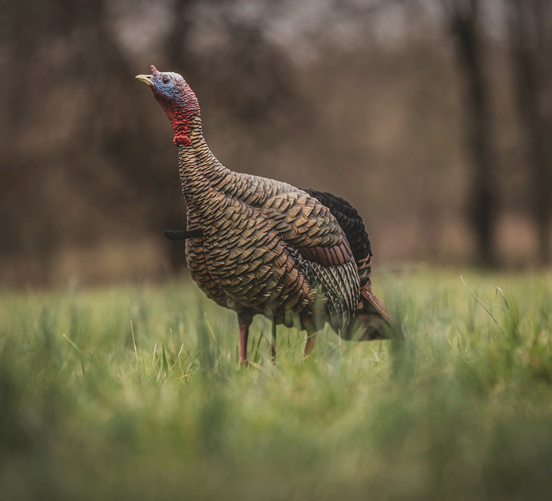 Load image into Gallery viewer, Realistic turkey decoy in a field
