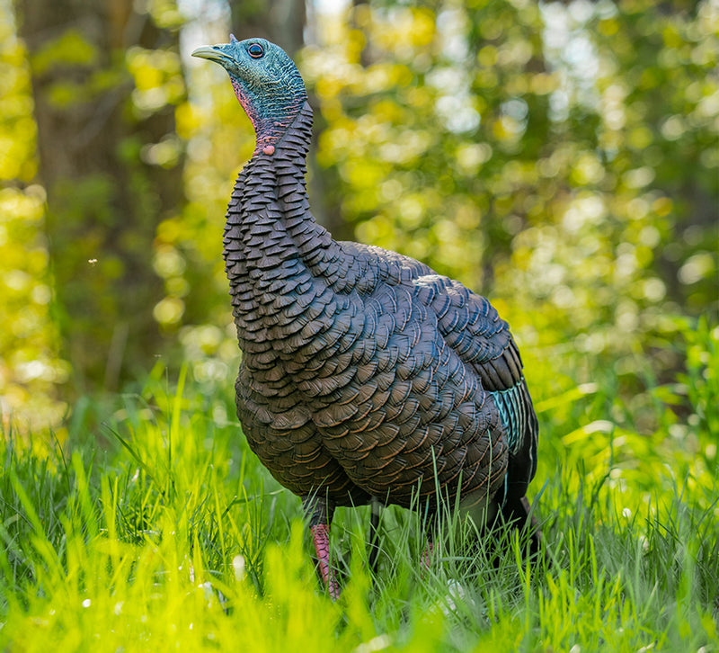 Load image into Gallery viewer, Avian-X HDR hen decoy placed in grass
