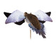 Avian X Powerflight Dove - Spinning Wing Decoy