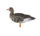 Avian X AXP Fusion Specklebelly Goose Full Body