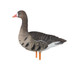 Load image into Gallery viewer, Avian X AXP Fusion Specklebelly Goose Full Body
