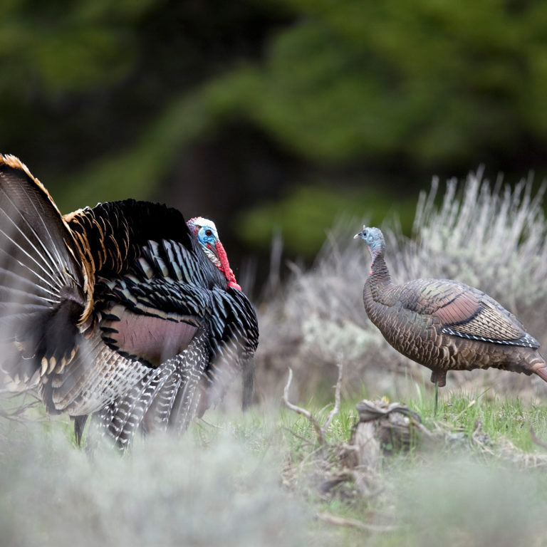 Load image into Gallery viewer, DSD A.C.E. Upright Hen
