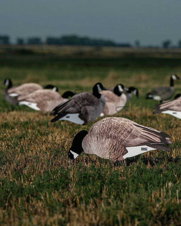 Load image into Gallery viewer, GHG Pro-Grade Silhouette Canada Goose Decoys
