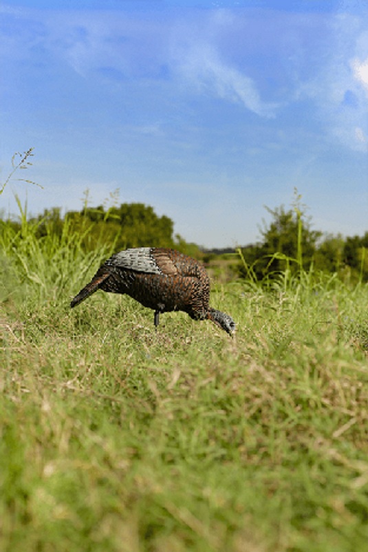 Flextone Thunder Chick™ Feeder